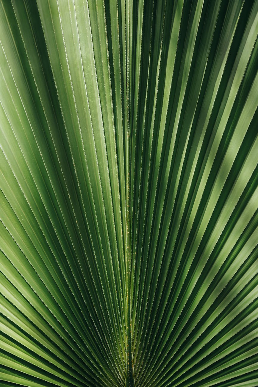 beautiful palm leaves